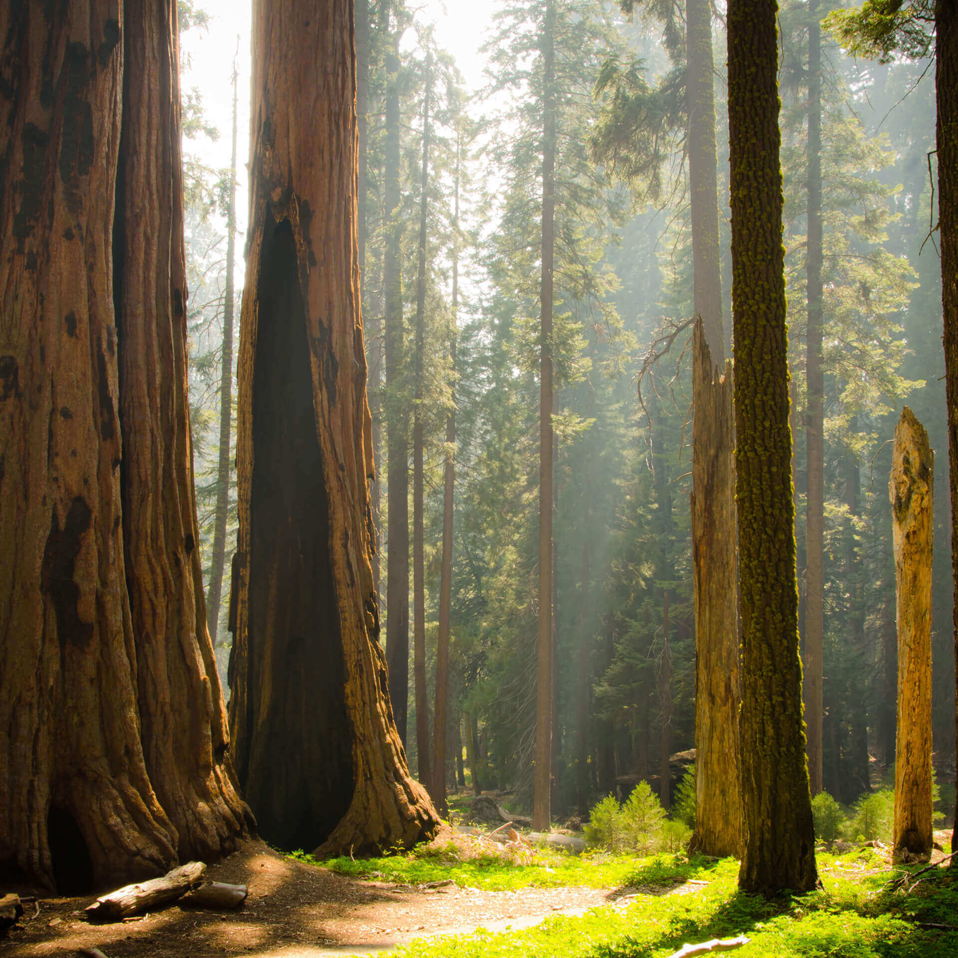 Calm - The #1 App for Meditation and Sleep