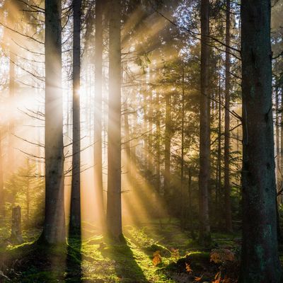 Calm - The #1 App for Meditation and Sleep