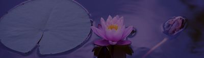Calm - The #1 App for Meditation and Sleep