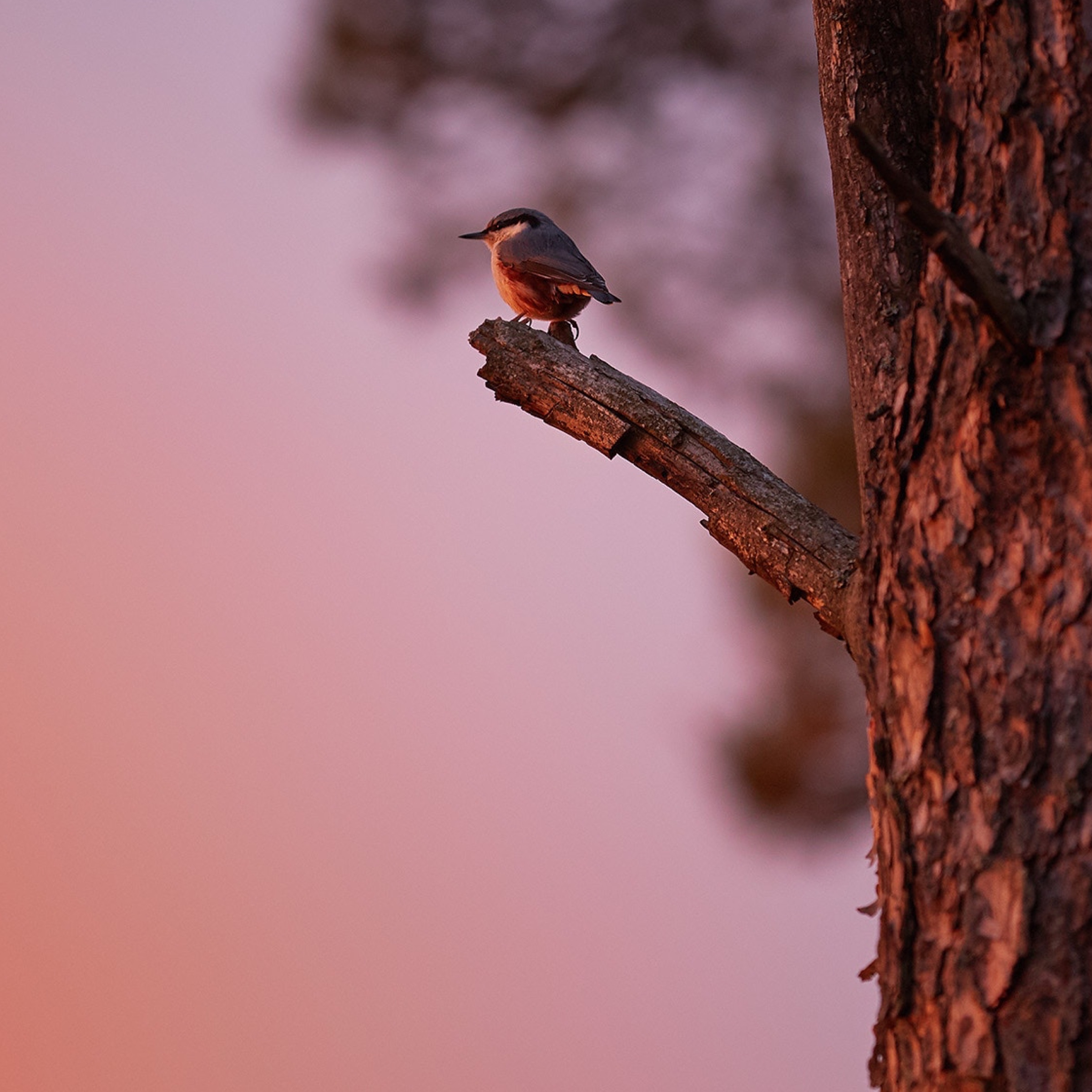 Calm - The #1 App for Meditation and Sleep