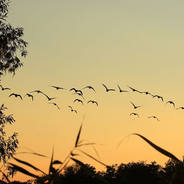 Content Image