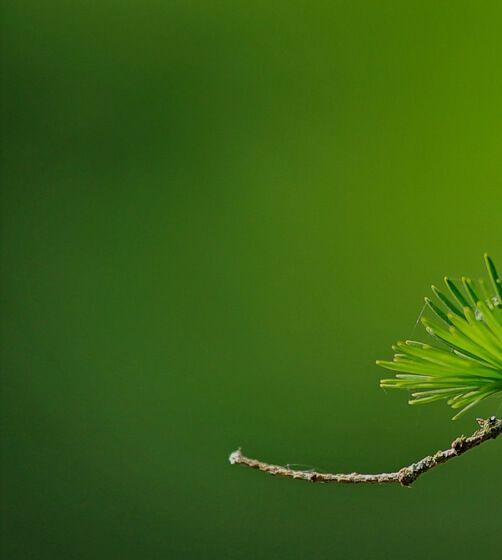 Calm The 1 App for Meditation and Sleep