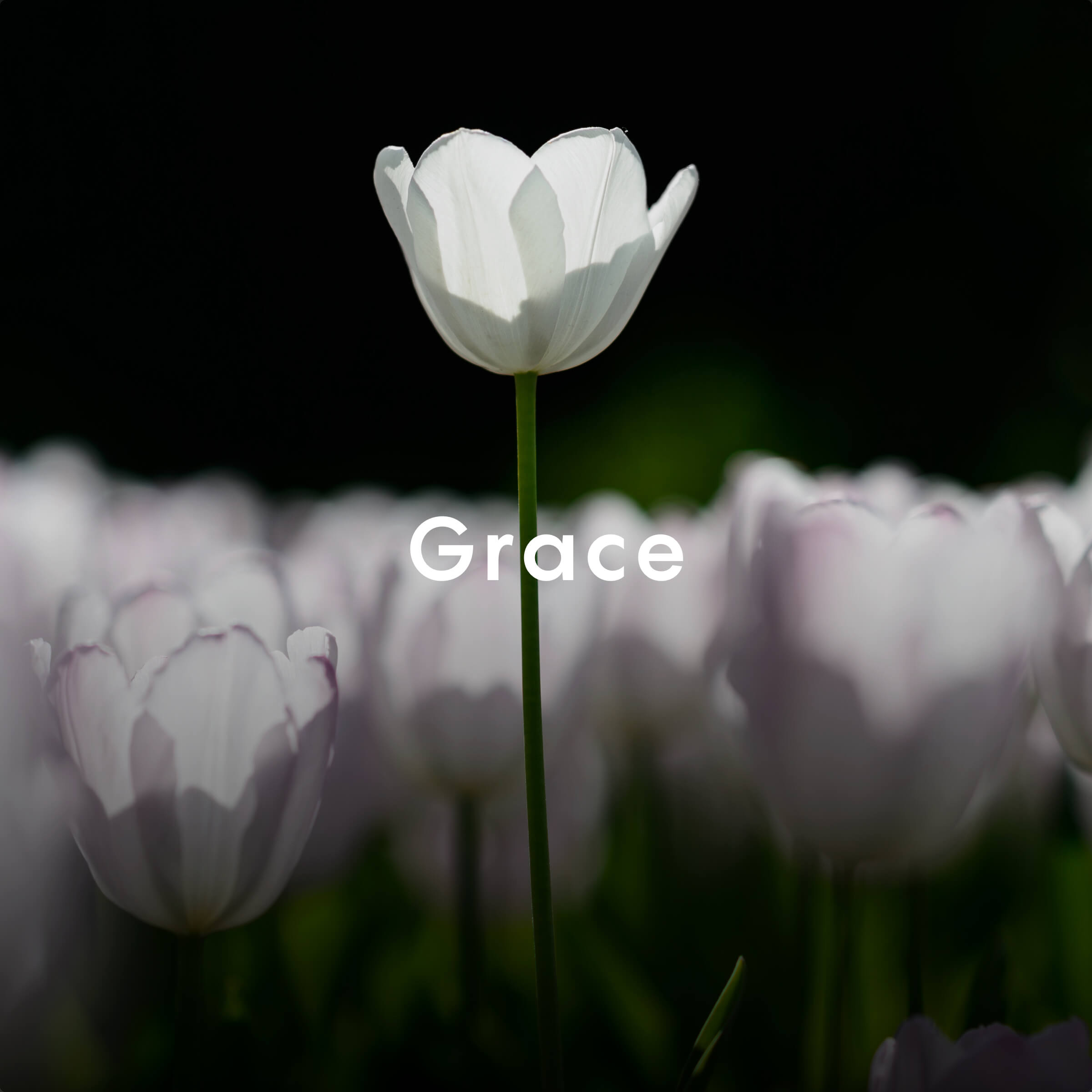 Calm - The #1 App for Meditation and Sleep