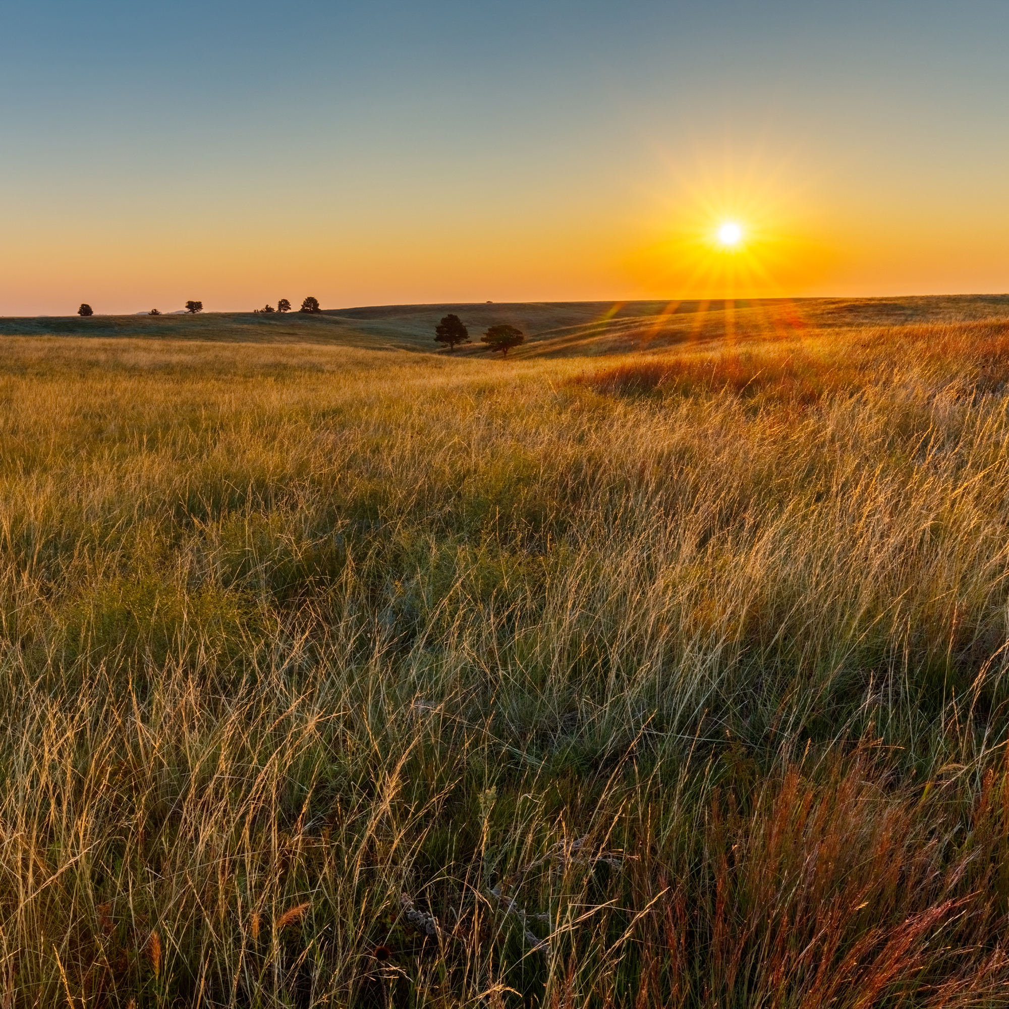 Acoustic Heart Strings